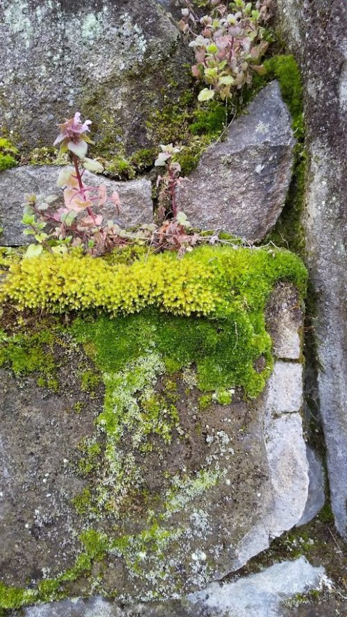 苔の小径